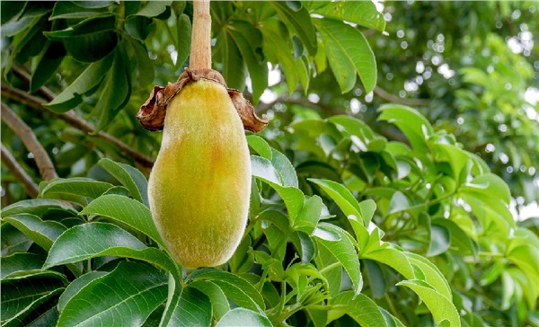 Baobab Meyvesi